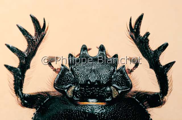 Scarabaeus sacer.JPG - in "Portraits d'insectes" ed. SeuilScarabaeus sacerScarabee sacreSacred scarabColeopteraScarabaeidaeArabie-Saoudite